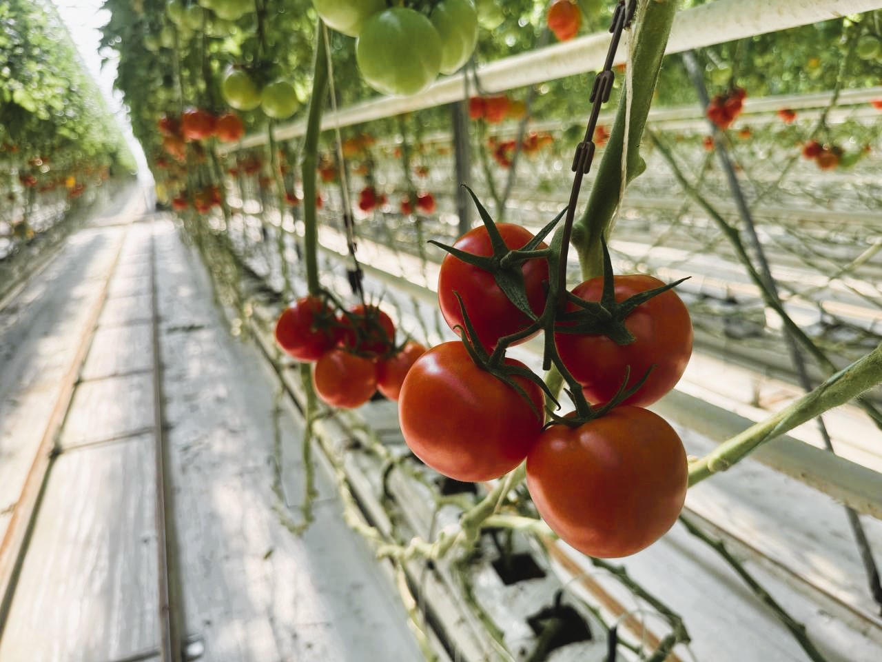 Green World greenhouse