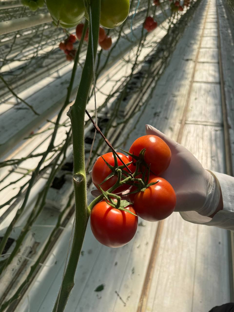 Greenhouse team