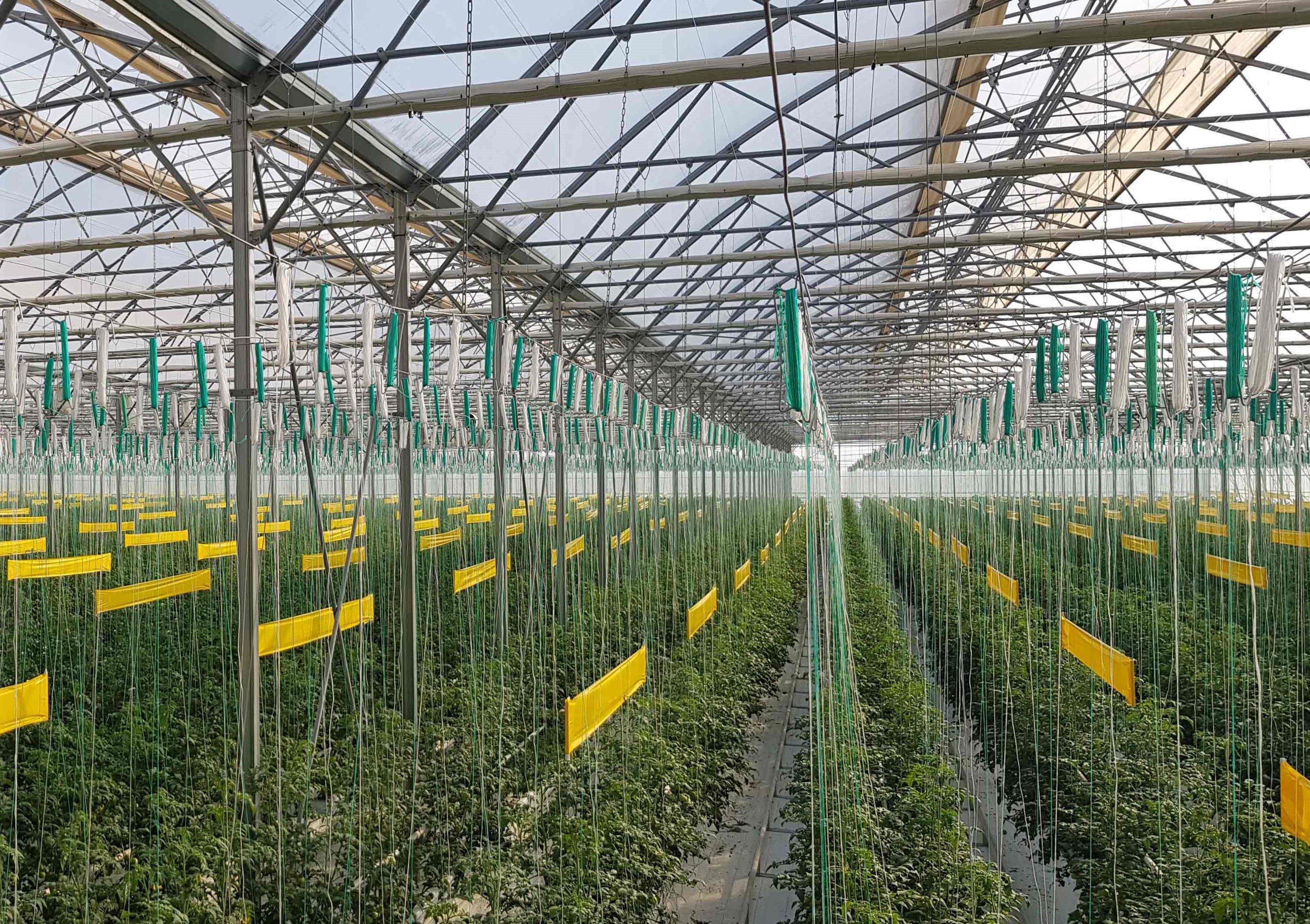 Our greenhouse
