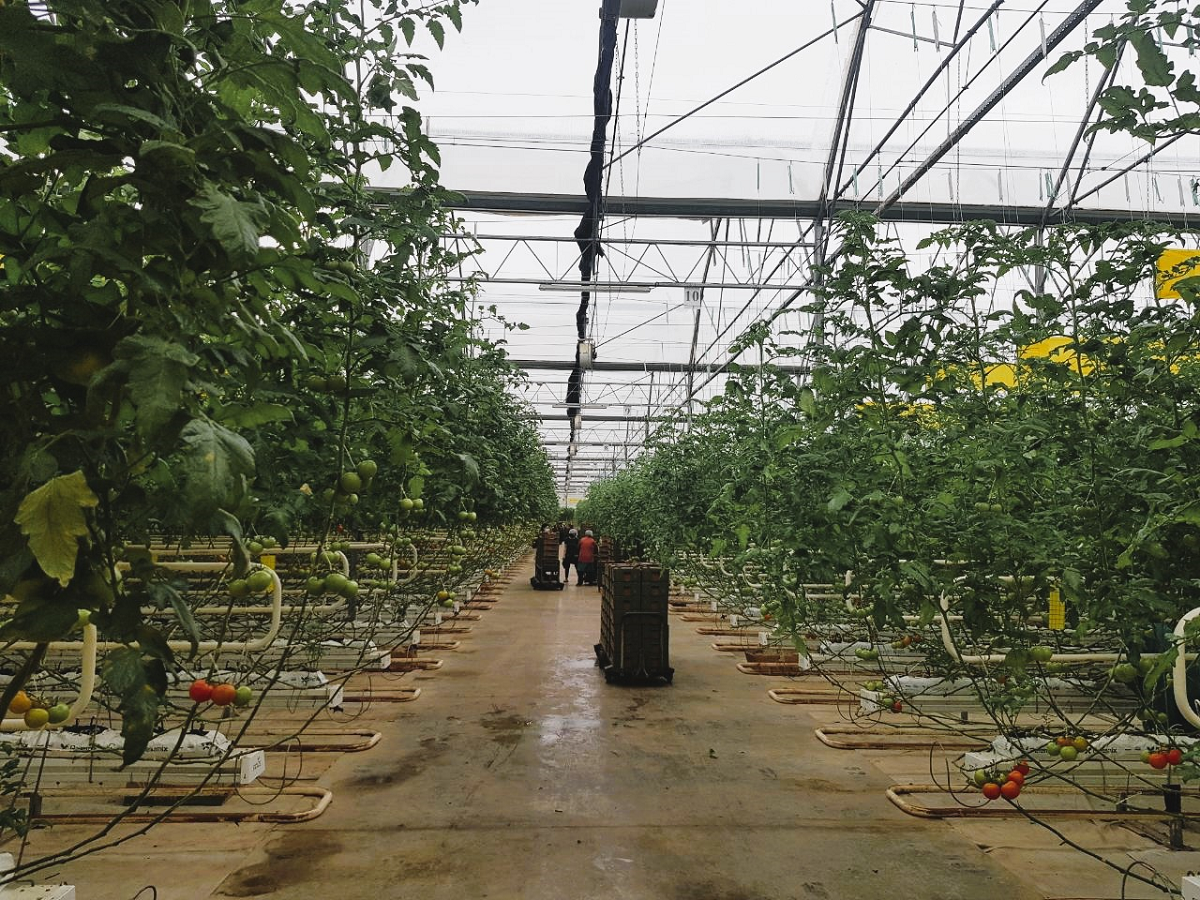 Greenhouse interior