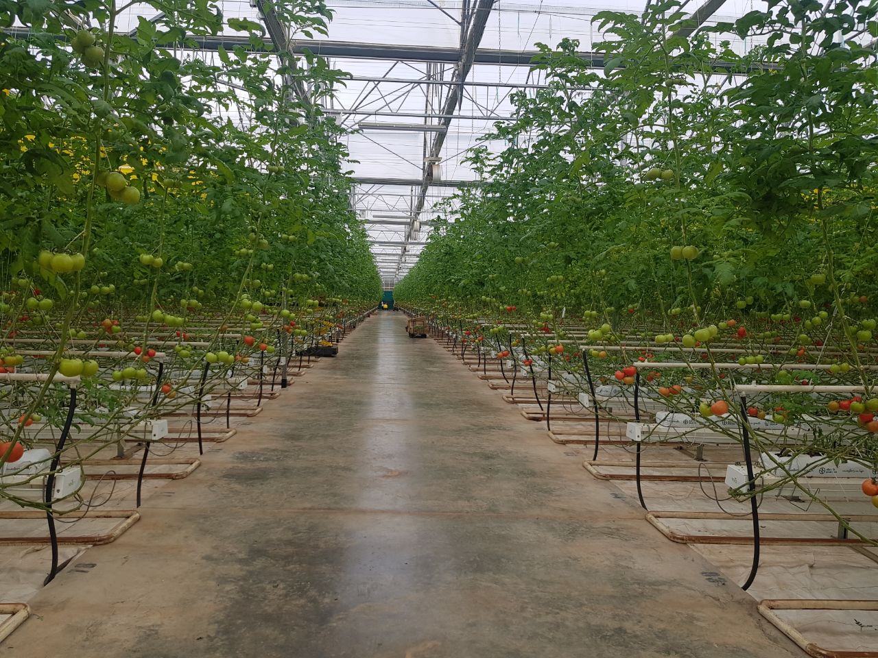 Greenhouse interior