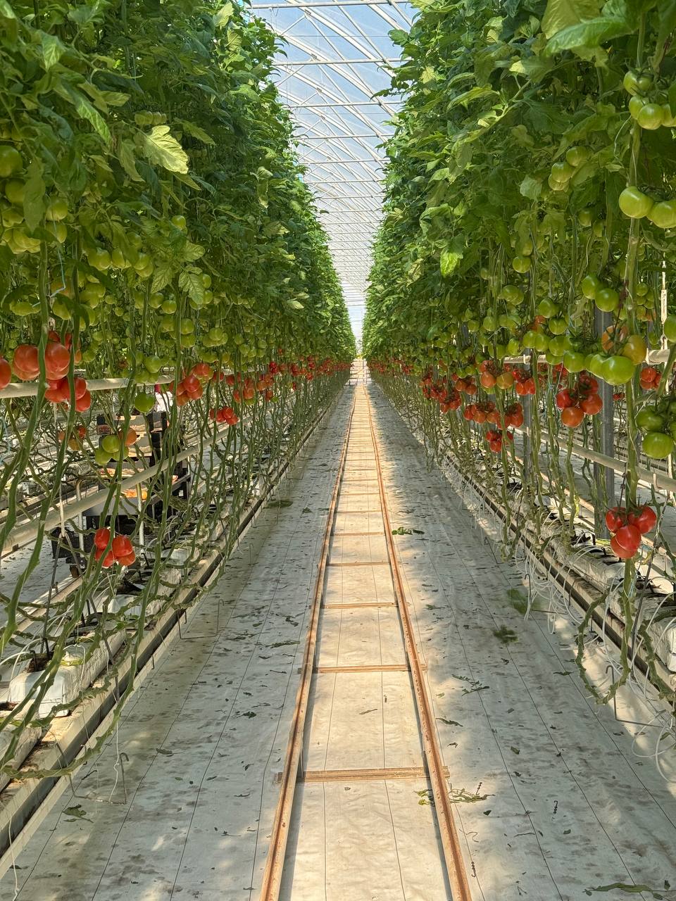 Tomato plants