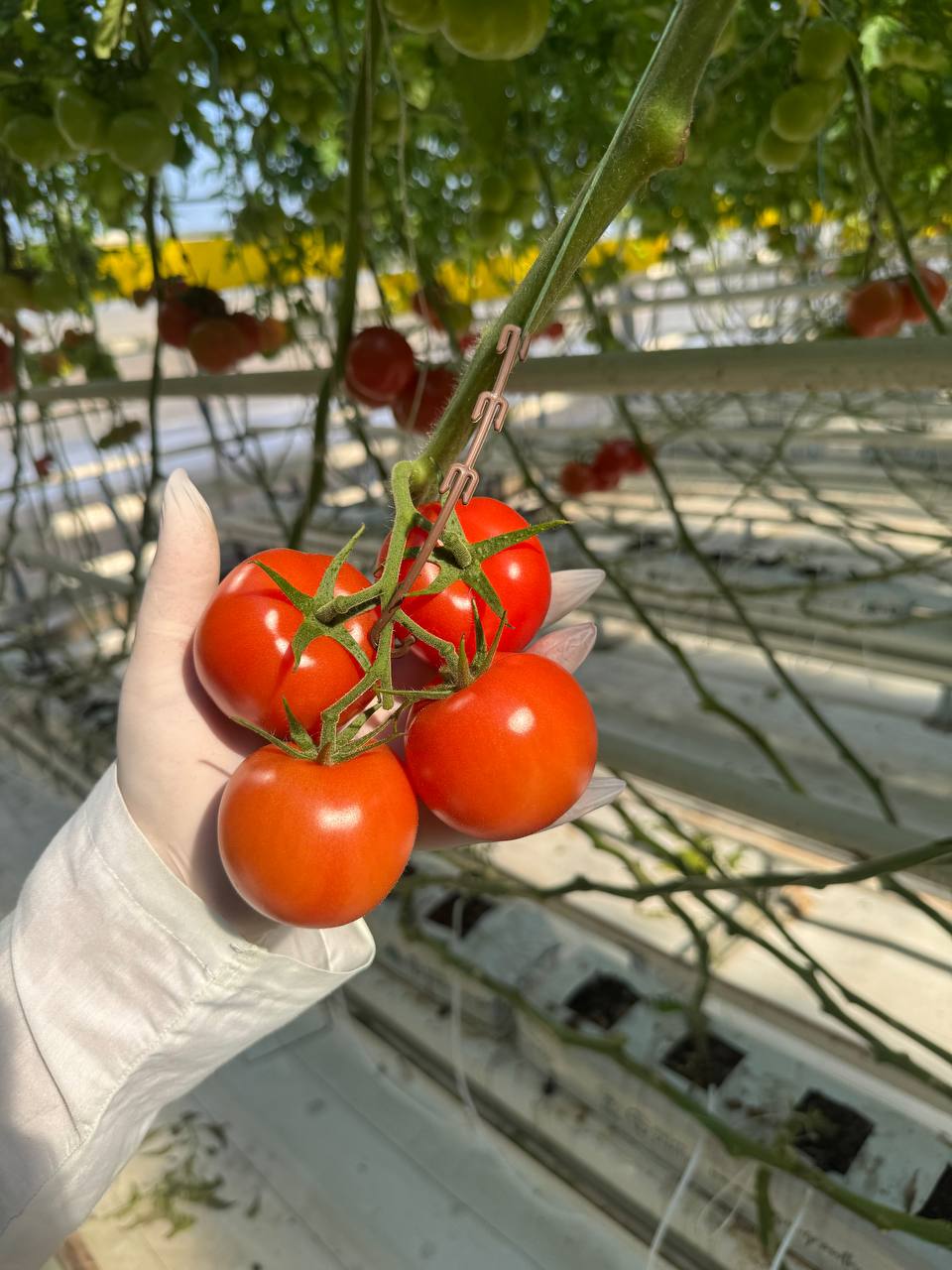 Harvest process