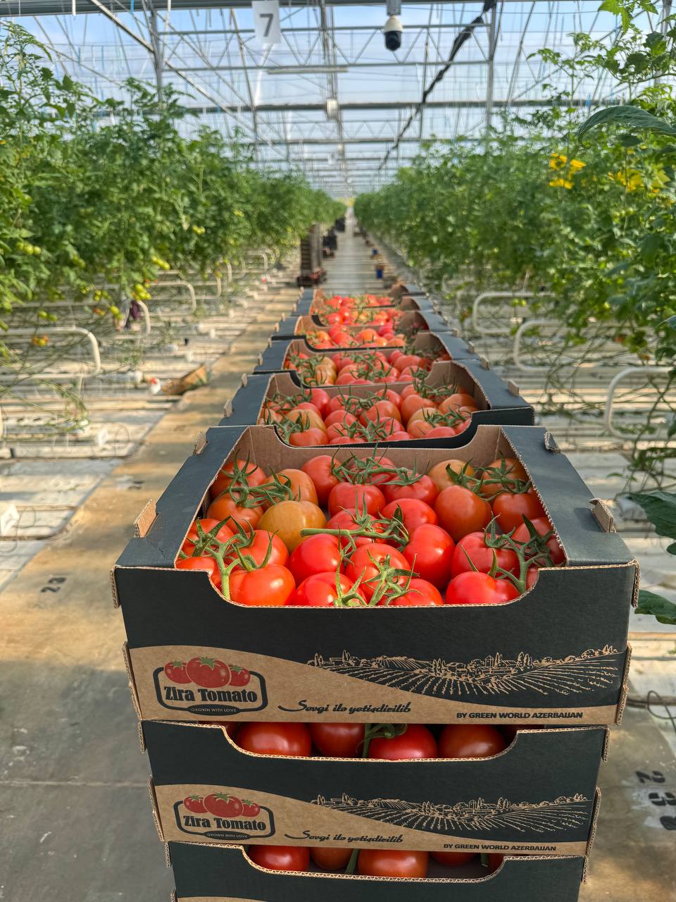 Tomato boxes